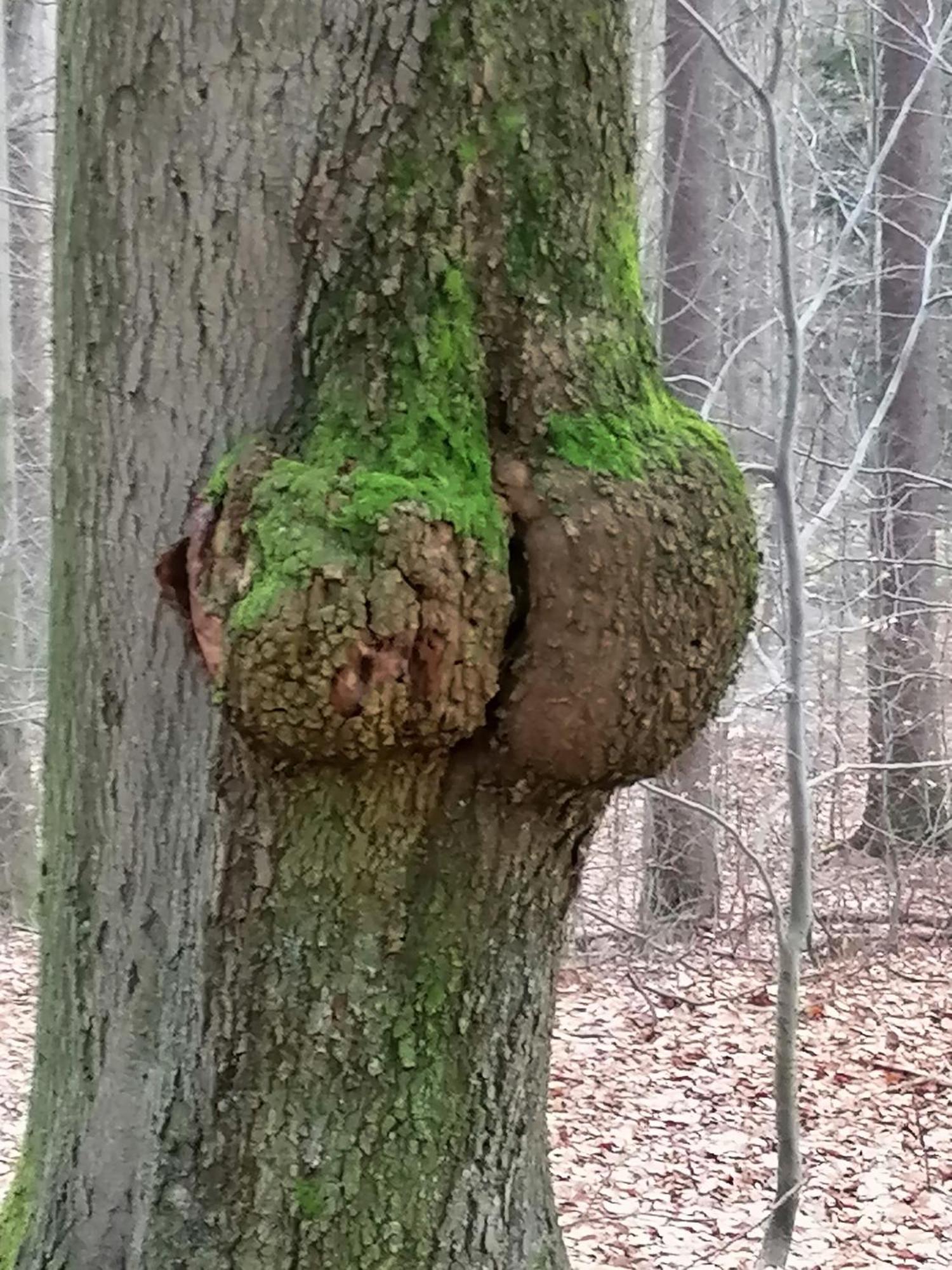 Penzion Jura Chřibská Екстериор снимка
